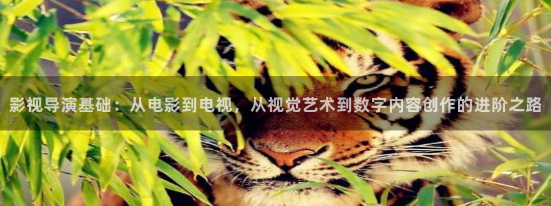 飘花影视：影视导演基础：从电影到电视，从视觉艺术到数字内容创作的进阶之路